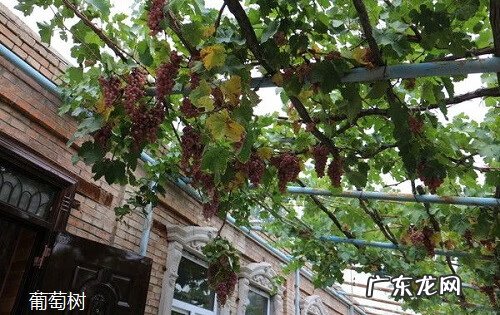院里种葡萄树对风水好不 院子里葡萄树种在哪里风水好