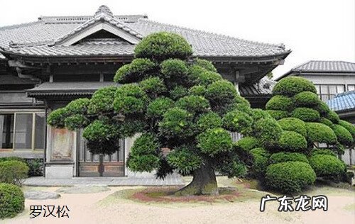 院里种葡萄树对风水好不 院子里葡萄树种在哪里风水好