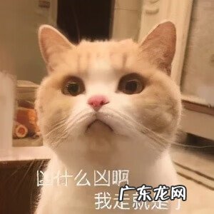 日常聊天表情包图片 聊天表情图片大全