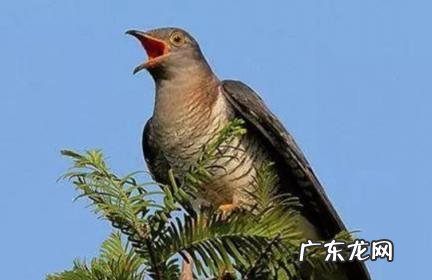 布谷鸟来家做窝预示什么 布谷鸟来家做窝预示什么意思