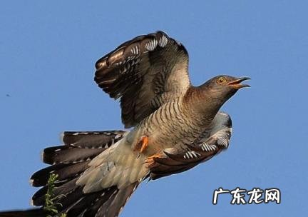 布谷鸟来家做窝预示什么 布谷鸟来家做窝预示什么意思