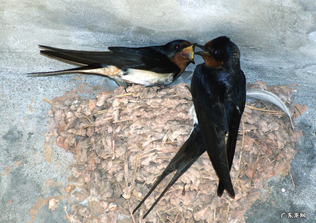 绿植摆单数还是双数 风水家里养鸟单数还是双数