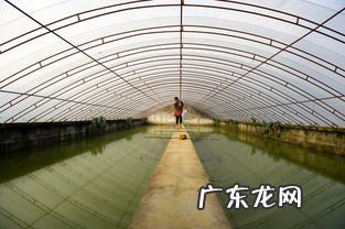 室内养殖南美白对虾技术 大棚养殖项目有哪些项目