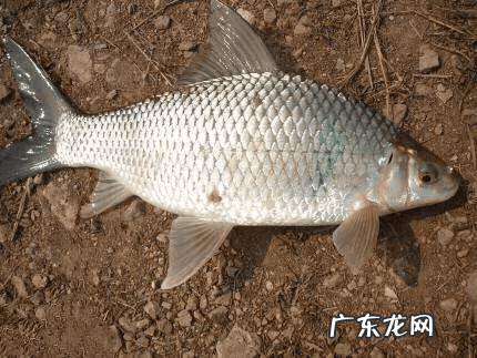 土鲮鱼好吃吗 土鲮鱼图片大全