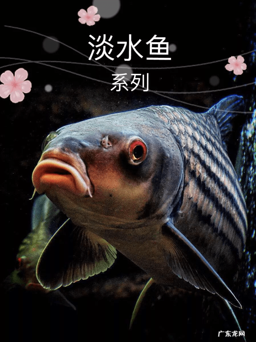 土鲮鱼好吃吗 土鲮鱼图片大全