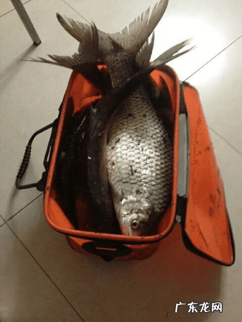 土鲮鱼好吃吗 土鲮鱼图片大全