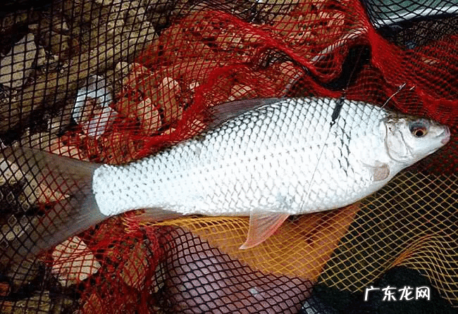 土鲮鱼好吃吗 土鲮鱼图片大全