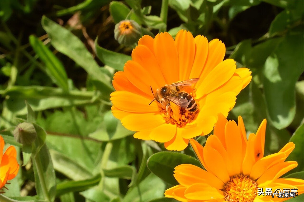 属虎的干什么行业最有财运 虎年适合做生意吗