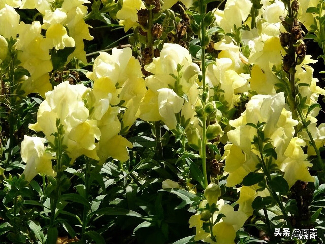 属虎的干什么行业最有财运 虎年适合做生意吗