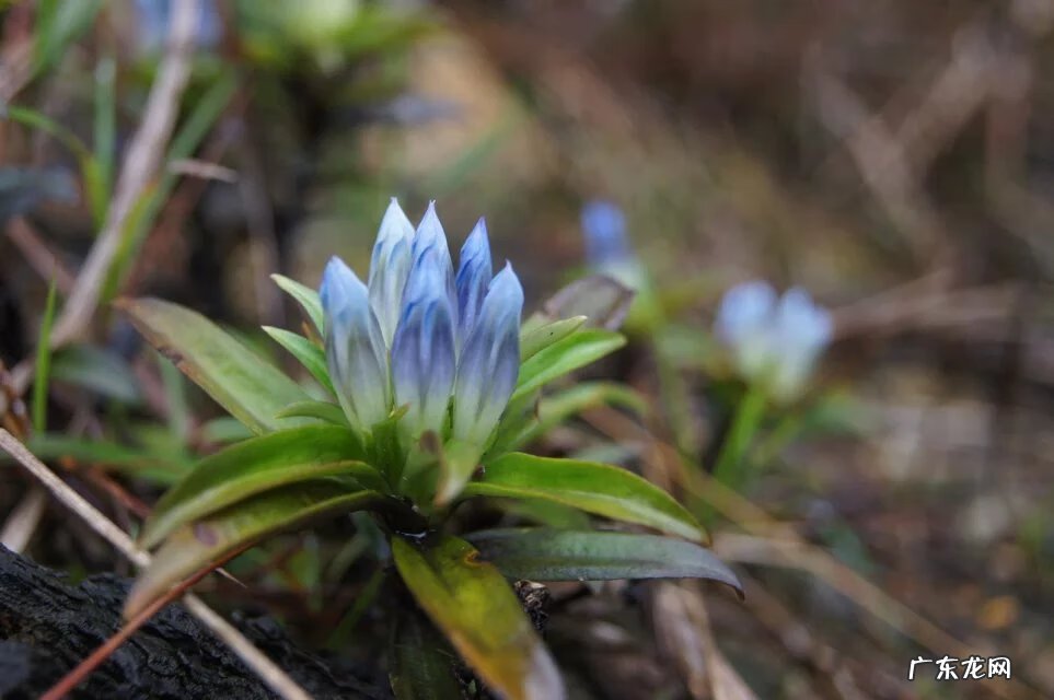 宁德飞鸾 宁德飞鸾凤凰山