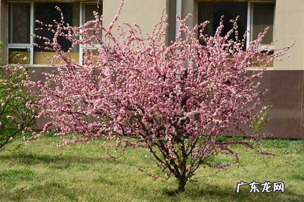 大雾在风水上的说法 风水上绿谷有什么说法