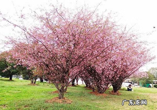 大雾在风水上的说法 风水上绿谷有什么说法
