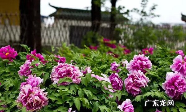 大雾在风水上的说法 风水上绿谷有什么说法