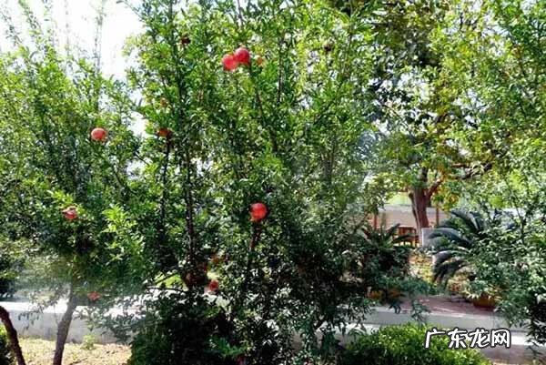 大雾在风水上的说法 风水上绿谷有什么说法