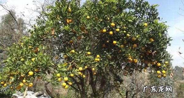 大雾在风水上的说法 风水上绿谷有什么说法