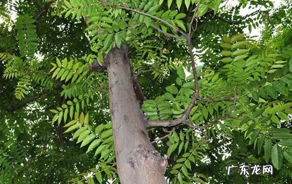 大雾在风水上的说法 风水上绿谷有什么说法