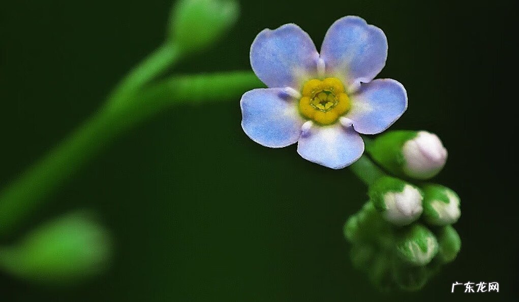 茴香菜又叫什么菜 茴香菜的功效与作用