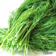 茴香菜又叫什么菜 茴香菜的功效与作用