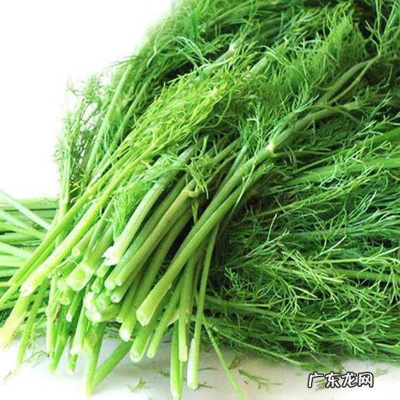 茴香菜又叫什么菜 茴香菜的功效与作用