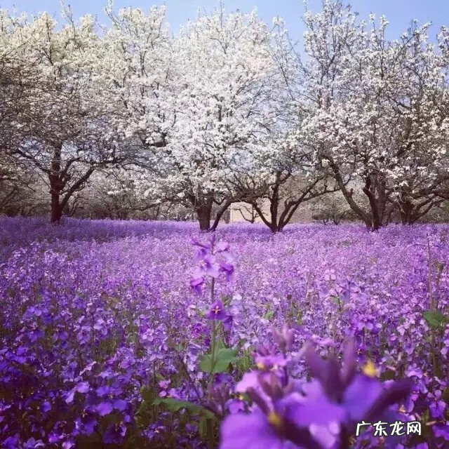 宿迁楚风水韵 宿迁楚风水韵可好玩
