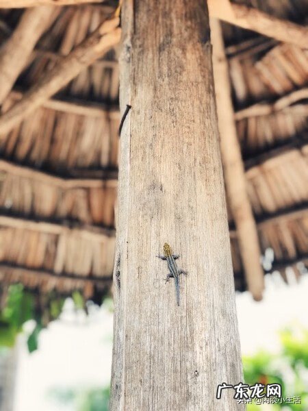 阿姆特萨巴 萨萨拉比姆在哪里