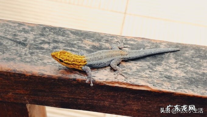 阿姆特萨巴 萨萨拉比姆在哪里