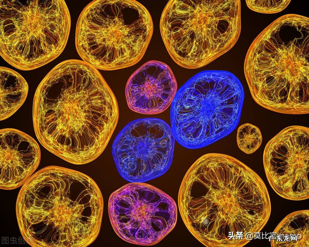 细胞疗法 体细胞免疫疗法