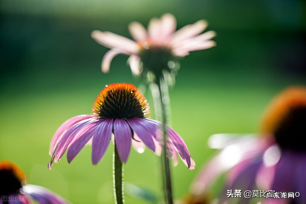 细胞疗法 体细胞免疫疗法