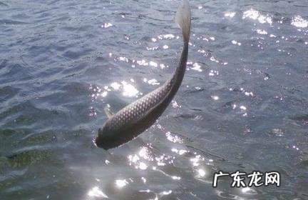 放生鱼为什么放9条 放生鱼为什么放9条和黄金条