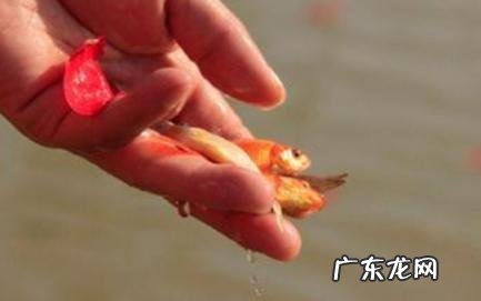 放生鱼为什么放9条 放生鱼为什么放9条和黄金条