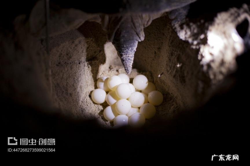 乌龟生蛋什么兆头还会生吗,乌龟生蛋是好兆头吗