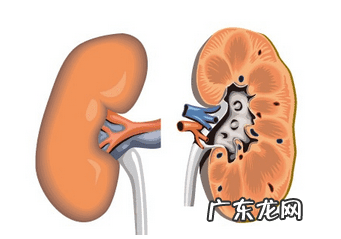 急性肾衰竭能活多久