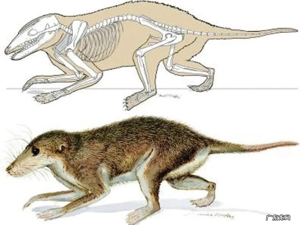 侏罗纪有哪些恐龙 恐龙世纪分为哪几世纪