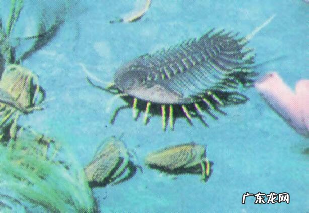 侏罗纪有哪些恐龙 恐龙世纪分为哪几世纪