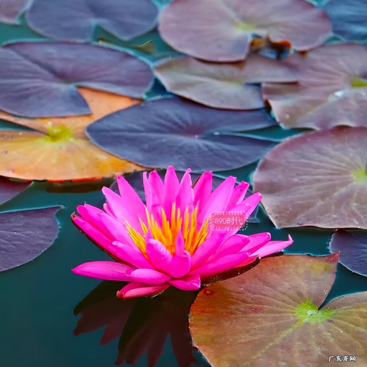 风水旺的微信头像 风水景色头像