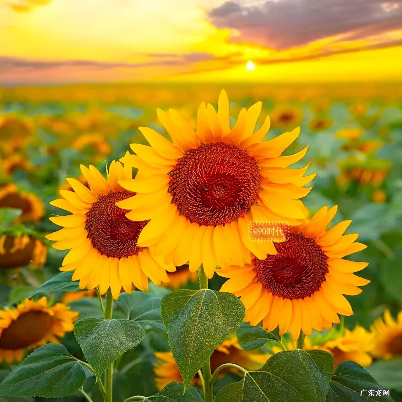 风水旺的微信头像 风水景色头像