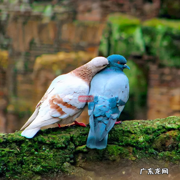 风水旺的微信头像 风水景色头像