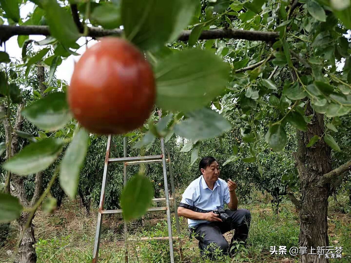湖北云梦莲花坞 湖北云梦特产