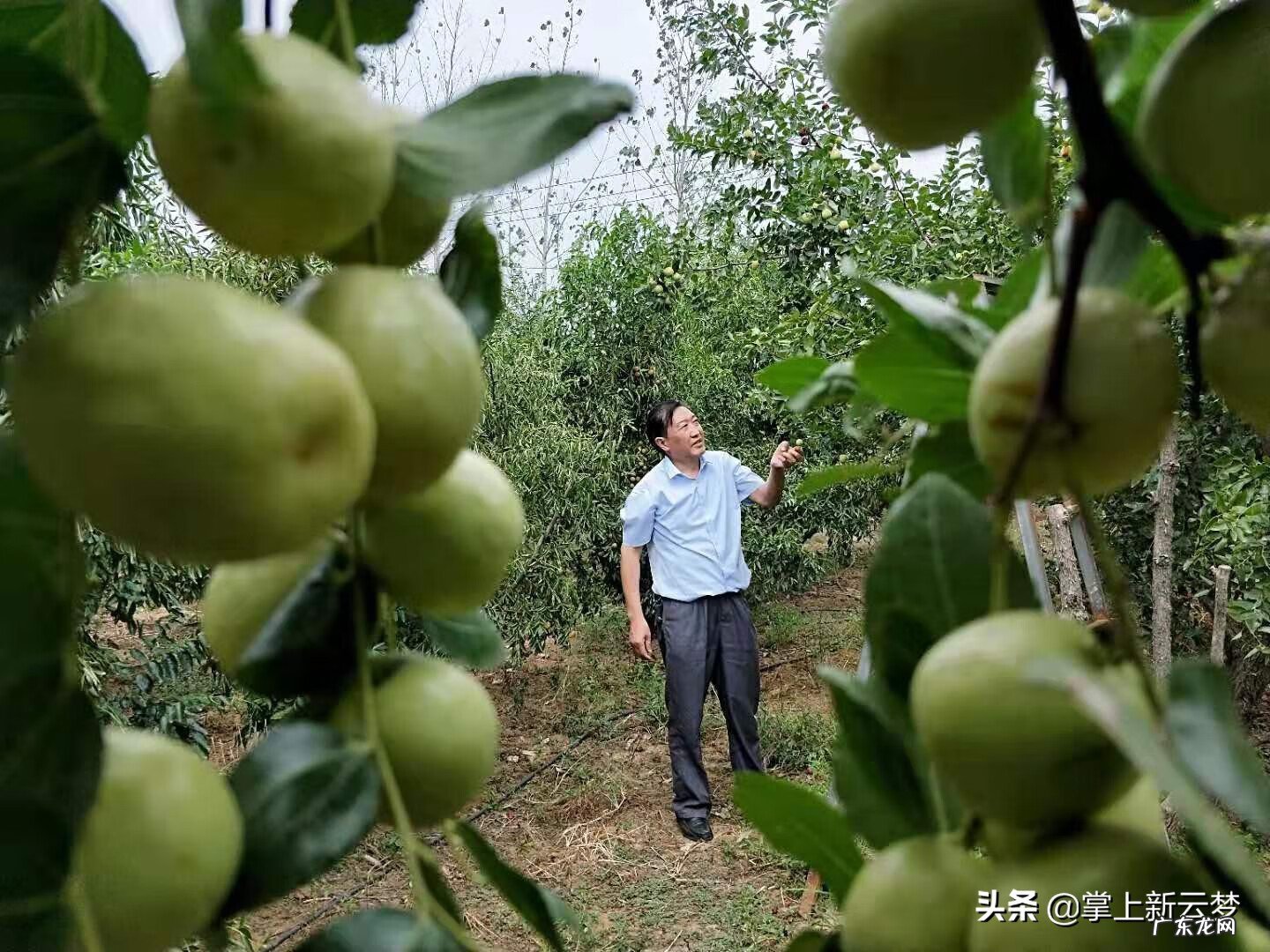 湖北云梦莲花坞 湖北云梦特产