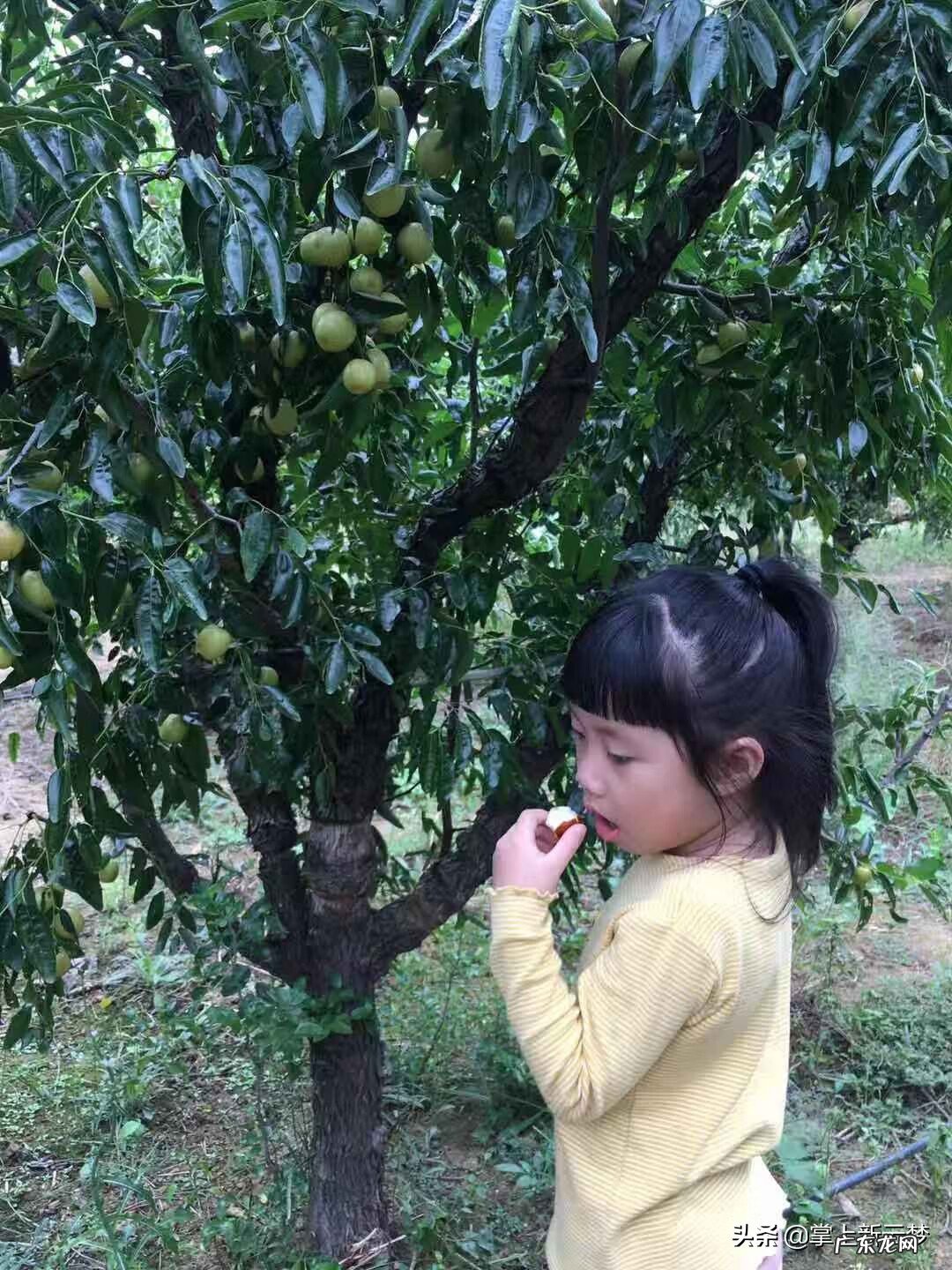 湖北云梦莲花坞 湖北云梦特产