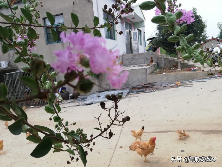 湖北云梦莲花坞 湖北云梦特产