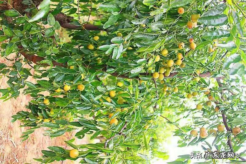 湖北云梦莲花坞 湖北云梦特产