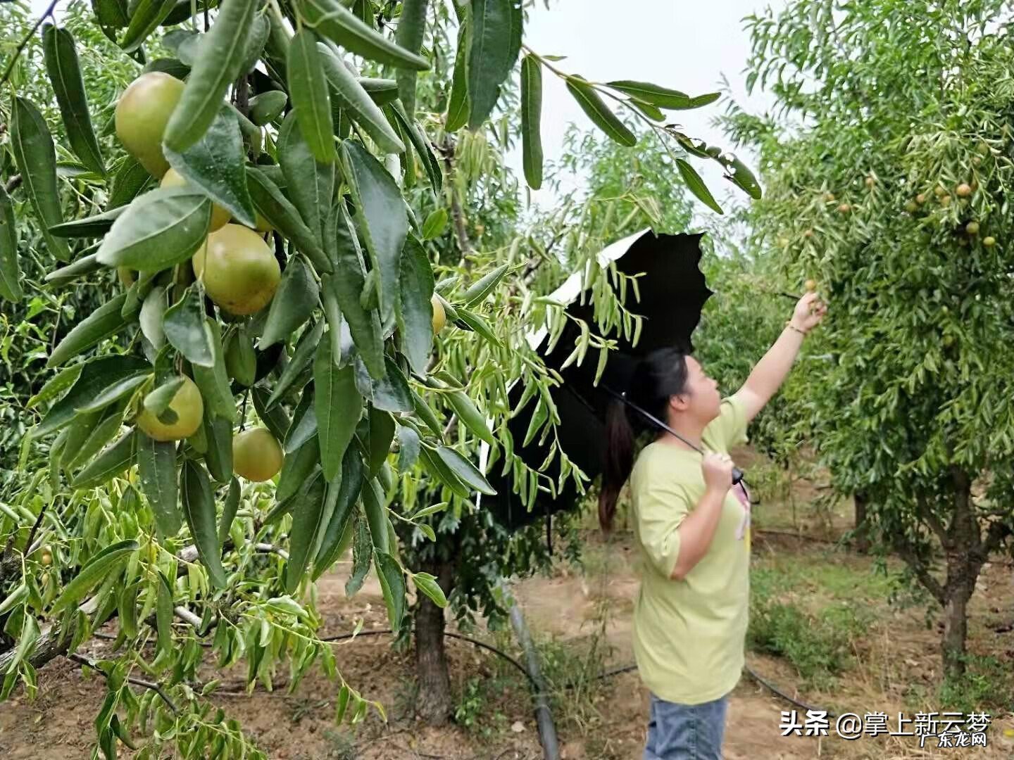 湖北云梦莲花坞 湖北云梦特产