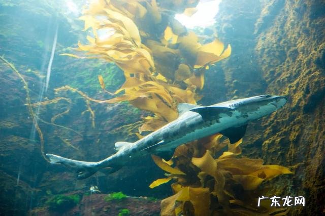 全真派 全真大学2019