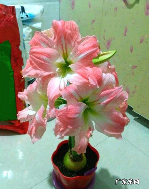 朱顶红双梦和双龙的区别 双梦朱顶红风水