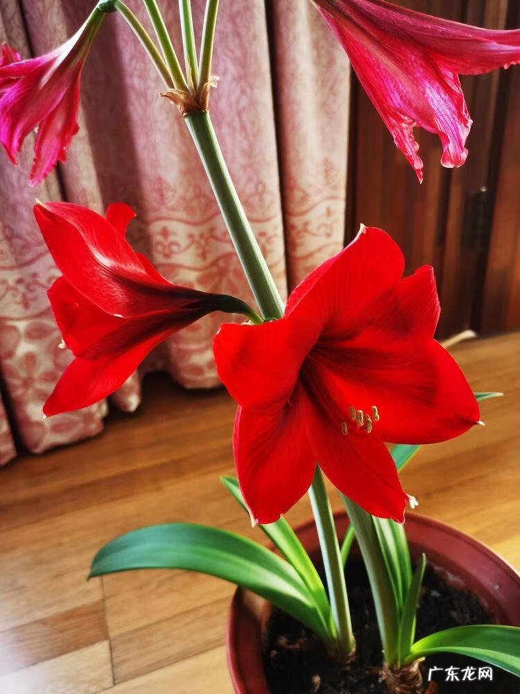 朱顶红双梦和双龙的区别 双梦朱顶红风水