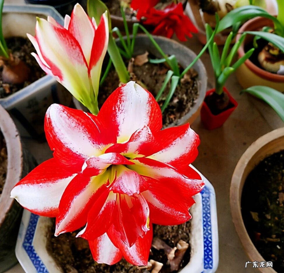 朱顶红双梦和双龙的区别 双梦朱顶红风水