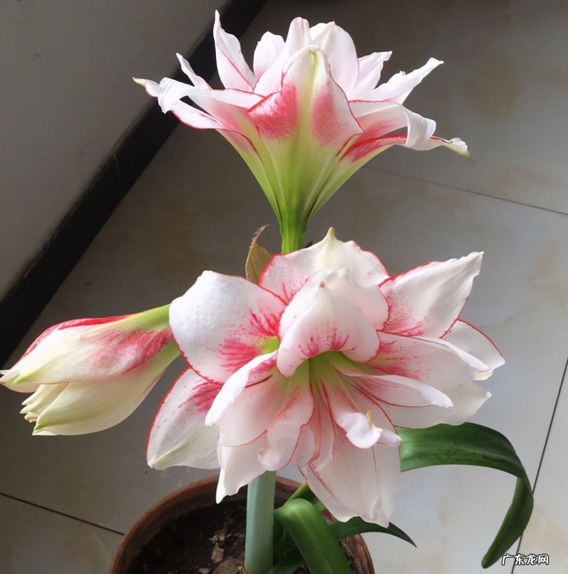 朱顶红双梦和双龙的区别 双梦朱顶红风水