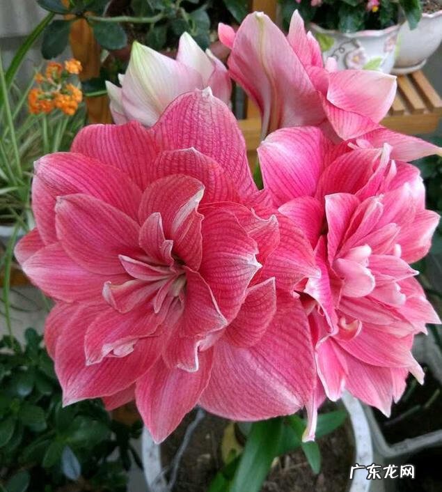 朱顶红双梦和双龙的区别 双梦朱顶红风水