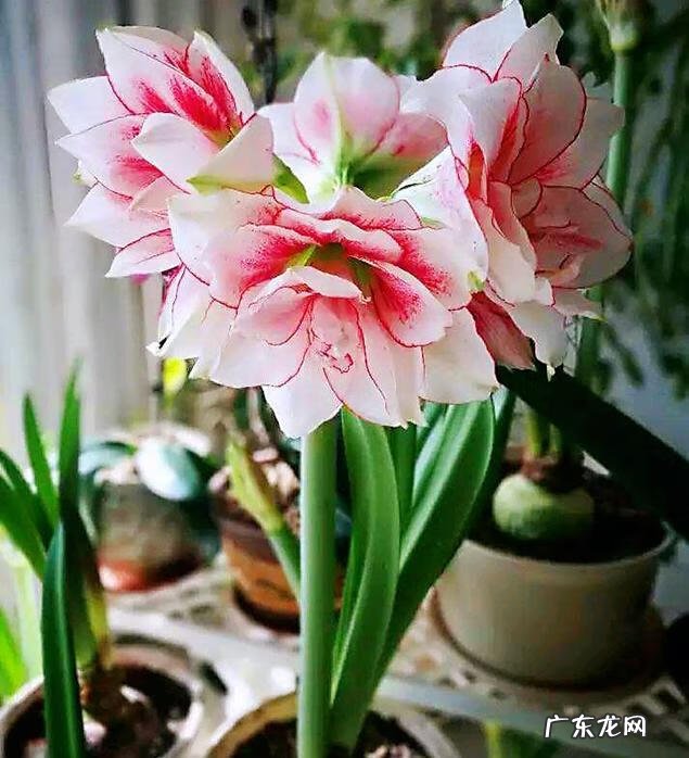 朱顶红双梦和双龙的区别 双梦朱顶红风水